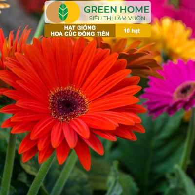 Hạt Giống Hoa Cúc Đồng Tiền Nhiều Màu GreenHome, Gói 10 hạt, Hoa Nở Rực Rỡ, Dễ Trồng Quanh Năm H17