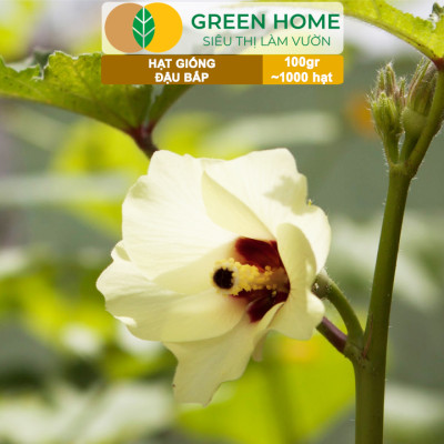 Hạt Giống Đậu Bắp GreenHome, GÓI 100GR, Dễ Trồng, Nảy Mầm Cao, Thu Hoạch Nhanh, Năng Suất T47