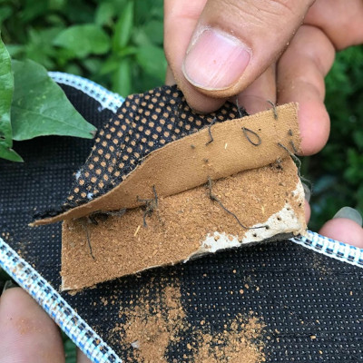 Lót giày Hương Quế CL06 chính hãng, êm, bền, bột quế thật, thơm, chống hôi chân và tốt cho sức khỏe.