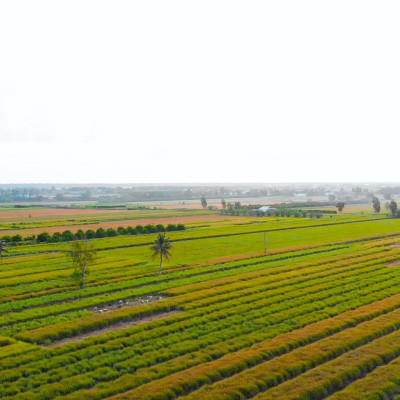 Tinh dầu sả chanh 50ml Mộc Mây - tinh dầu nguyên chất 100% từ thiên nhiên - chất lượng và mùi hương vượt trội