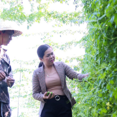 Trà khổ qua rừng DATO, trà túi lọc, thanh nhiệt, giải độc, mát gan, hỗ trợ bệnh tiếu đường, giảm cân