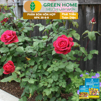 Phân NPK 30-9-9 +TE Greenhome, Minro, Bao 1Kg, Phát Triển Nhanh Thân, Cành, Lá, Bộ Rễ